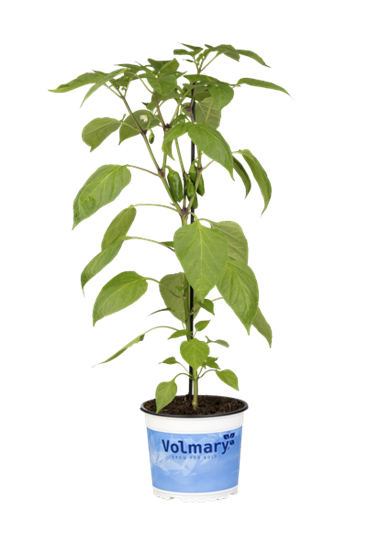 Snack-Paprika 'Lubega® Mini Red'