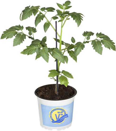 Datteltomate 'Mirado® Red'