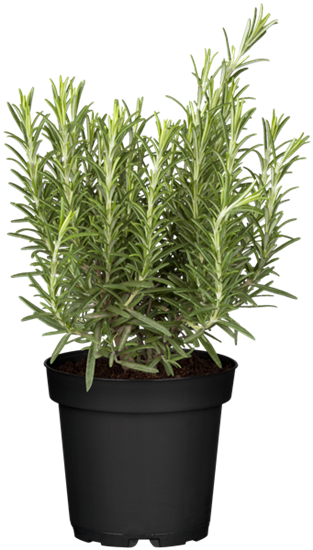 Rosmarin 'Abraxas'