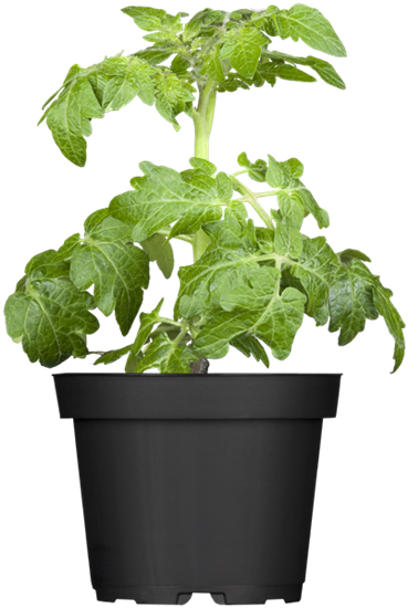 Zwerg-Tomate 'Primagold'®