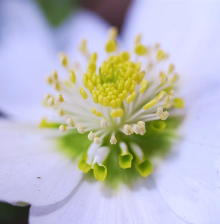 Christrose - Einpflanzen im Garten