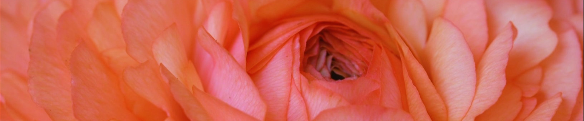 Ranunkel - Einpflanzen in ein Gefäß (Thumbnail).jpg