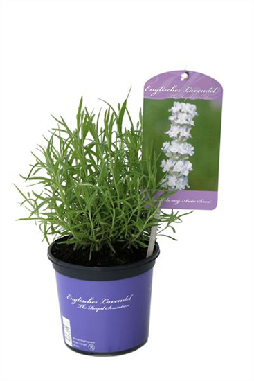 Lavandula ang. 'Arctic Snow' (weiß), 12er Set