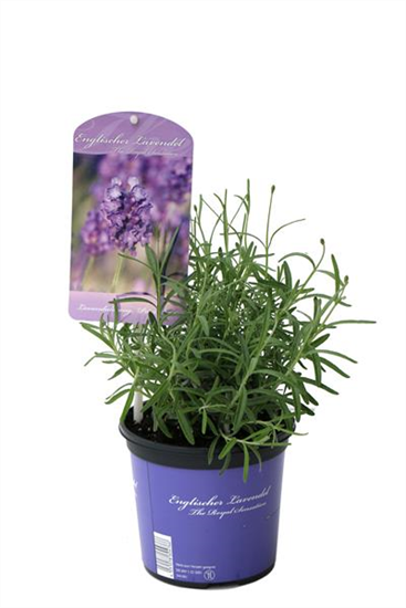 Lavandula ang. 'Peter Pan' (dunkelblau), 12er Set