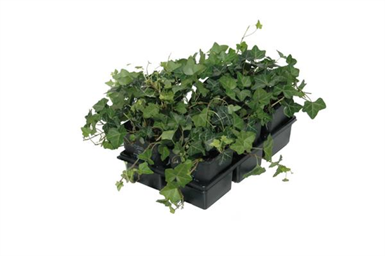Hedera helix, 12er Set