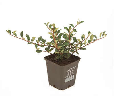 Cotoneaster dam. 'Eichholz', 12er Set