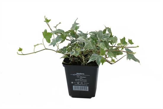 Hedera helix 'Glacier', 12er Set