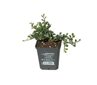 Cotoneaster dam. 'Frieders Evergreen', 12er Set