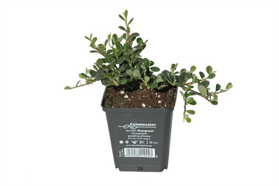 Cotoneaster dam. 'Frieders Evergreen', 12er Set
