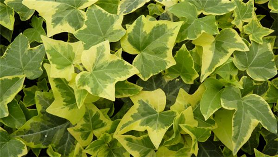 Hedera helix 'Gold Child', 12er Set