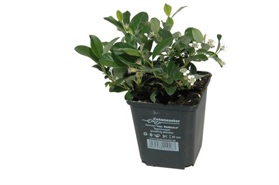 Cotoneaster dam. 'Radicans', 12er Set