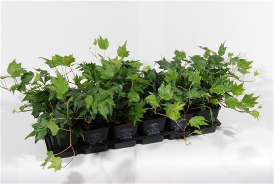 Hedera helix 'Green Ripple', 12er Set Hedera helix 'Green Ripple', 12er Set