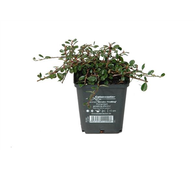 Cotoneaster dam. 'Streibs Findling', 12er Set