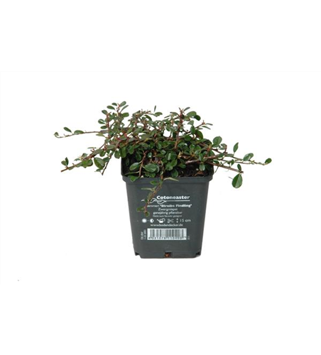 Cotoneaster dam. 'Streibs Findling', 12er Set