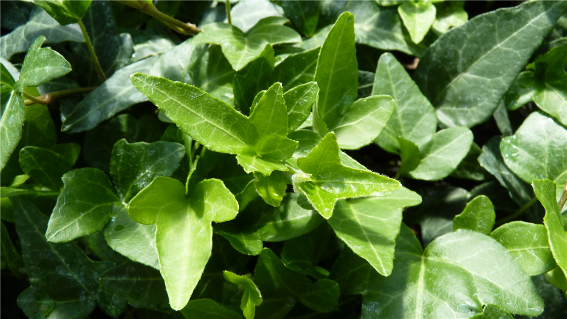 Hedera helix 'Shamrock', 12er Set