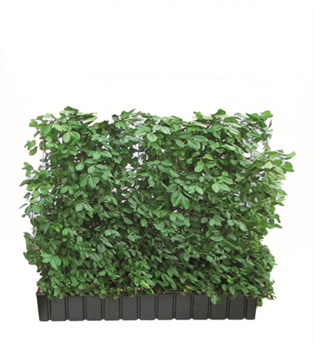 Euonymus fort. 'Coloratus', Hecke am laufenden Meter
