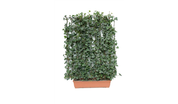 gummibaum parkett Mosaikparkett Kirschbaum ami. Natur/Select Parallel 8 mm – Massiv &  langlebig