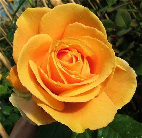 Edelrose 'Candlelight'® Edelrose 'Candlelight'®