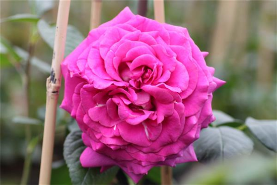 Edelrose 'Chartreuse de Parme'® Edelrose 'Chartreuse de Parme'®