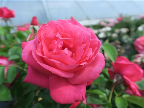 Edelrose 'Cherry Lady'® Edelrose 'Cherry Lady'®