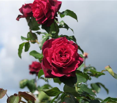 Edelrose 'Gräfin Diana'®