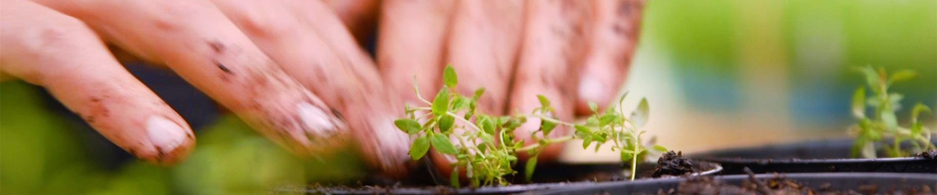 Thumbnail 2.jpg Thumbnail 2.jpg