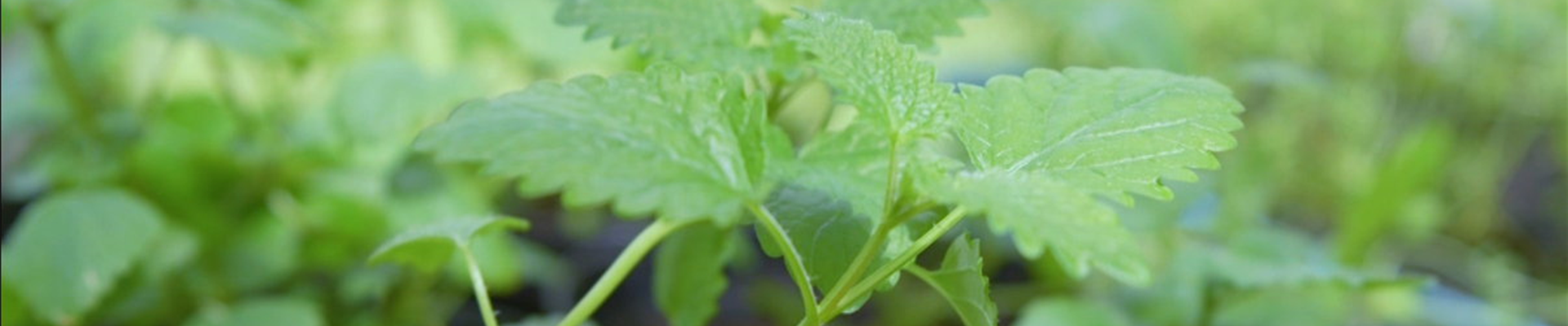 Zitronenmelisse - Pikieren (Thumbnail).jpg