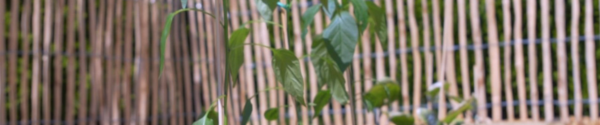 Gemüsepaprika - Einpflanzen im Gemüsebeet (Thumbnail).jpg