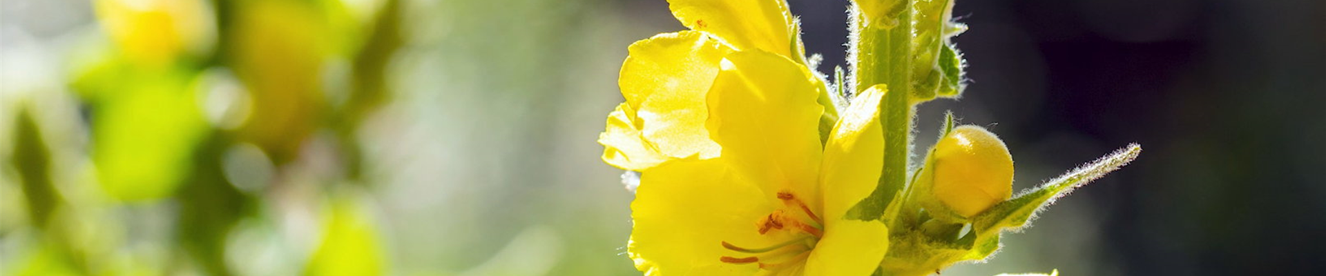 Königskerze - Einpflanzen im Garten (Thumbnail).jpg