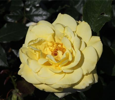 Edelrose 'Limona'®