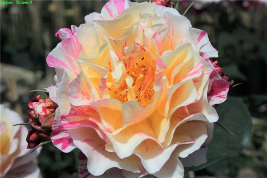 Edelrose 'Maurice Utrillo'® Edelrose 'Maurice Utrillo'®