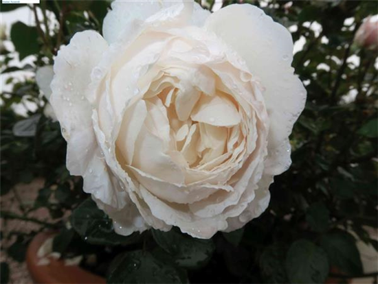 Englische Rose 'Desdemona'® Englische Rose 'Desdemona'®