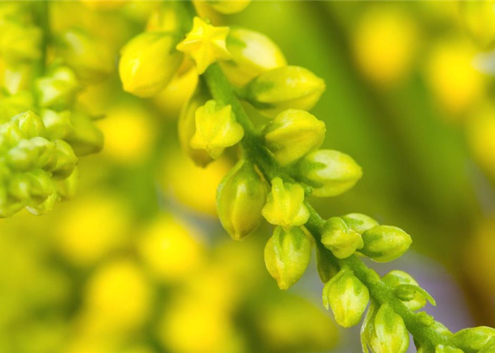 Goldtröpfchen - Einpflanzen im Garten Goldtröpfchen - Einpflanzen im Garten