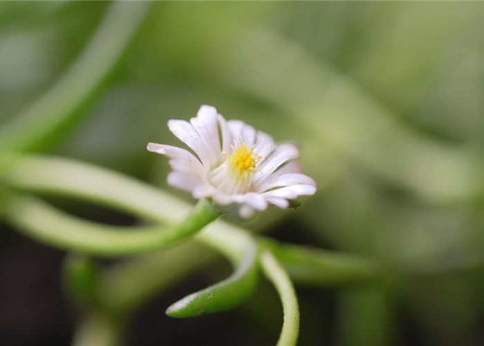 Kriechende Mittgsblume - Einpflanzen im Garten