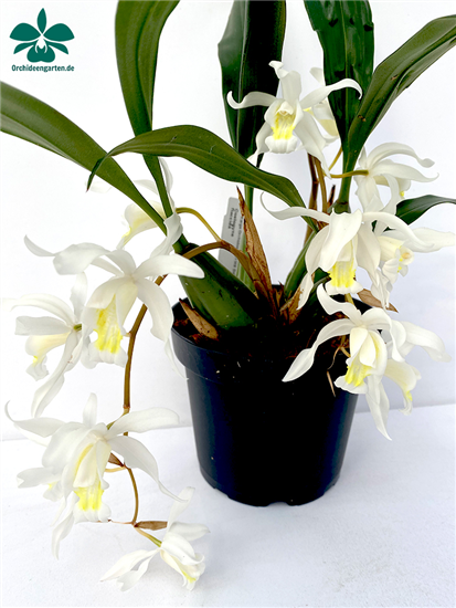 Coelogyne intermedia