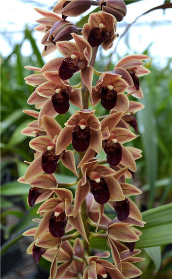 Cymbidium Arthur Meddellin Padilla