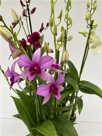 Dendrobium phalaenopsis 