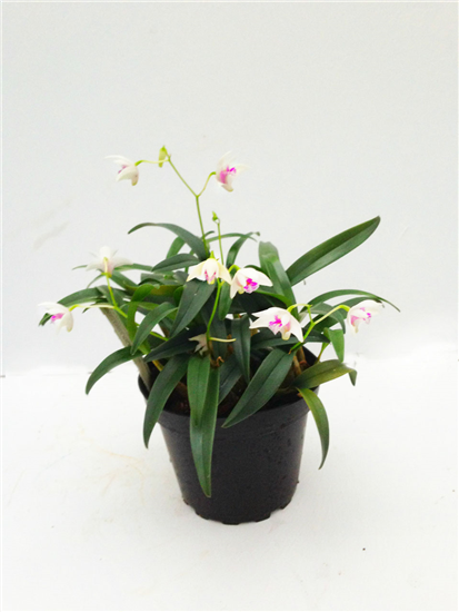 Dendrobium kingianum alba weiß mit roter Lippe (17 cm Topf)