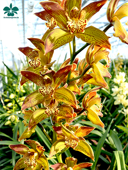 Cymbidium Jungle Girl