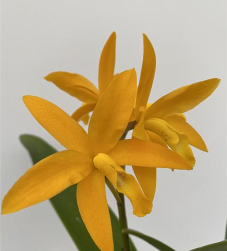 Lc. Gold Digger