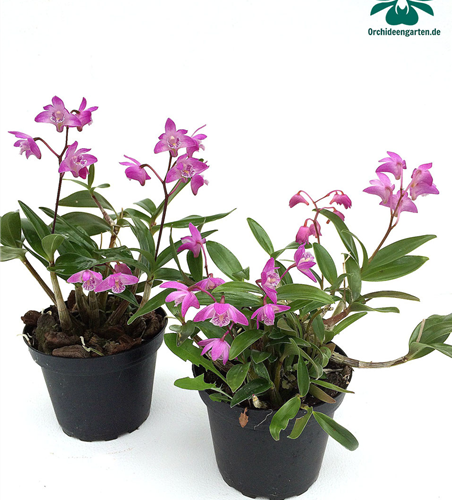 Dendrobium kingianum compactum
