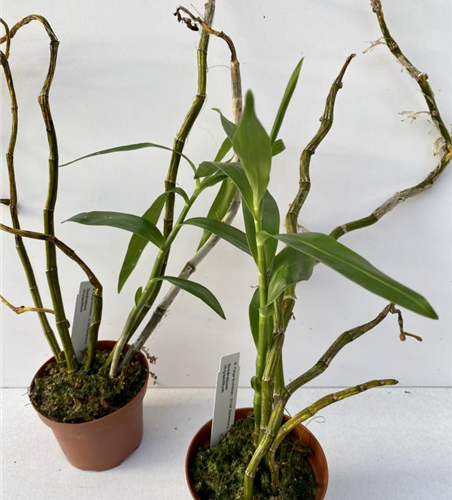Dendrobium chrysanthemum 