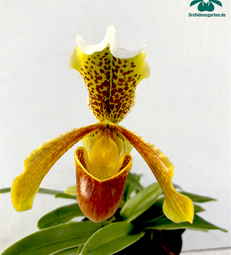 Paphiopedilum insigne