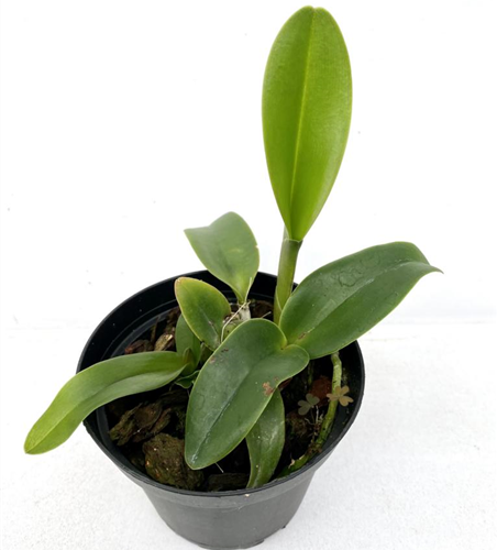 Rlc. Siam White 'The Best'