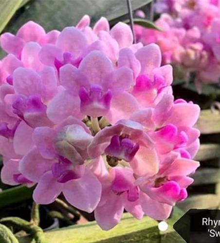 Rhynchostylis gigantea 'Sweet light Pink'