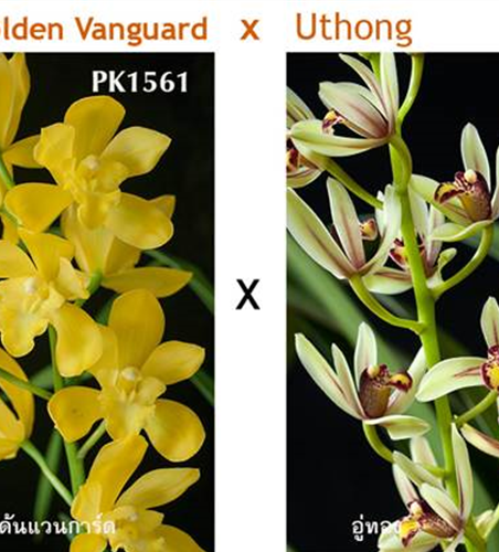 Cymbidium Golden Vanguard x Uthong