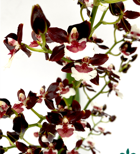 Colmanara Tropic Black