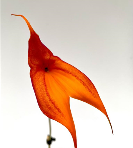 Maddevallia veitchiana