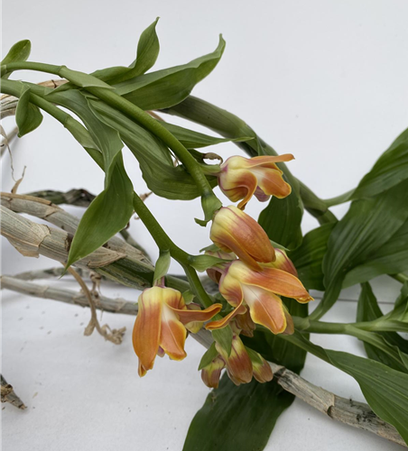 Chysis bruennoviana