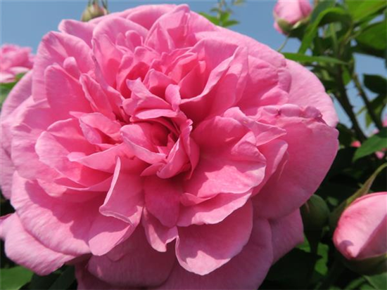 Englische Strauchrose 'Gertrude Jekyll'® Englische Strauchrose 'Gertrude Jekyll'®